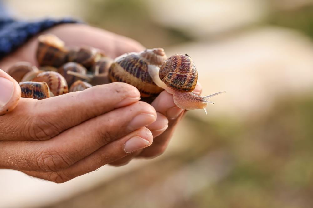 Personne tenant des escargots dans ses mains