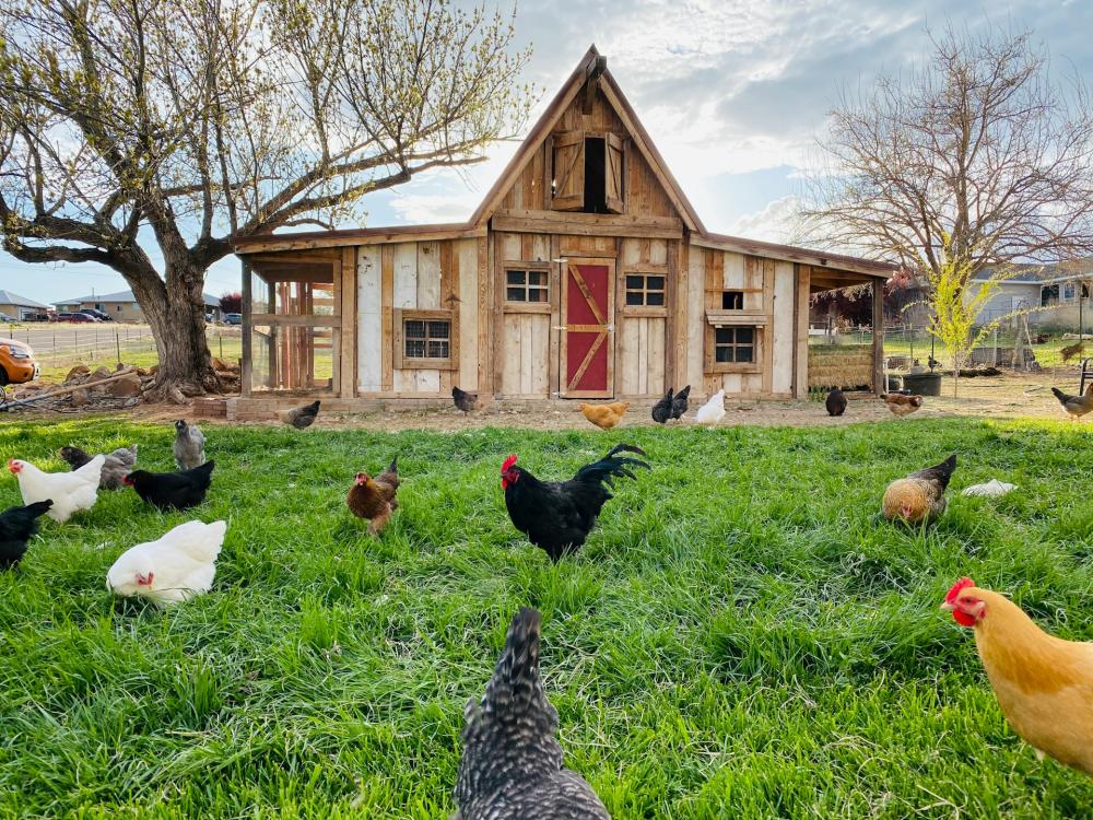 Poules devant un grand poulailler