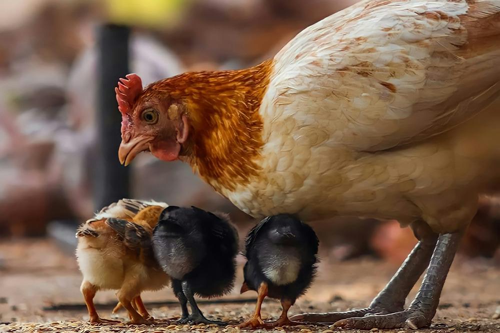 Poule et ses poussins