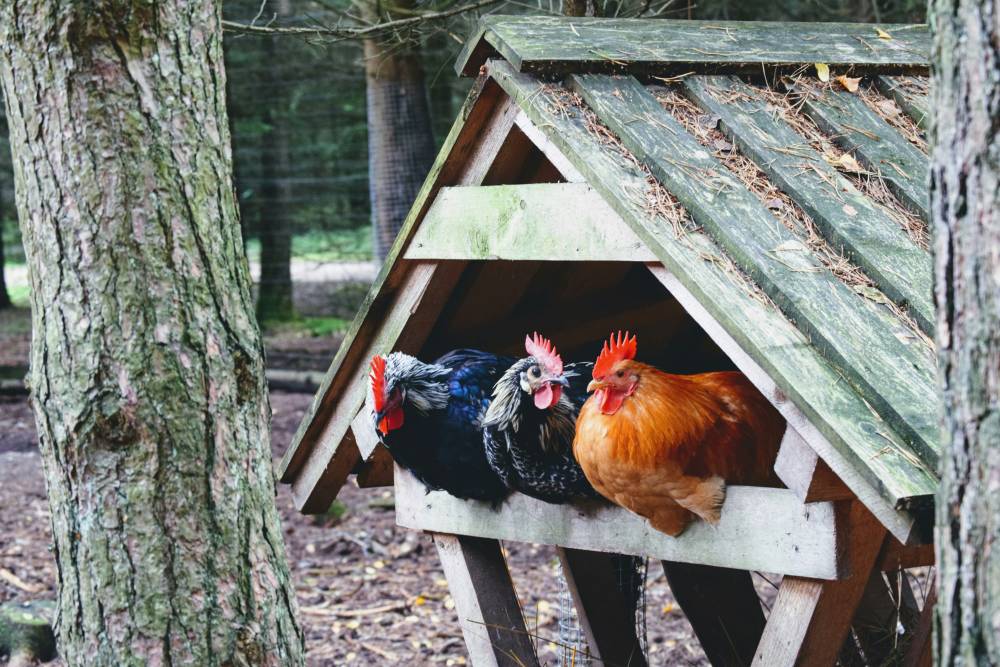 Trois poules abritées dans une petite cabane